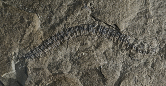 “Arthropleura” The Largest Centipede Ever Found, 2.7 Metre-long 310 Million Years Ago