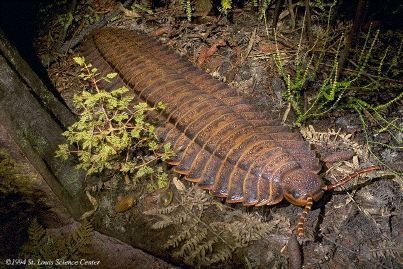 “Arthropleura” The Largest Centipede Ever Found, 2.7 Metre-long 310 Million Years Ago