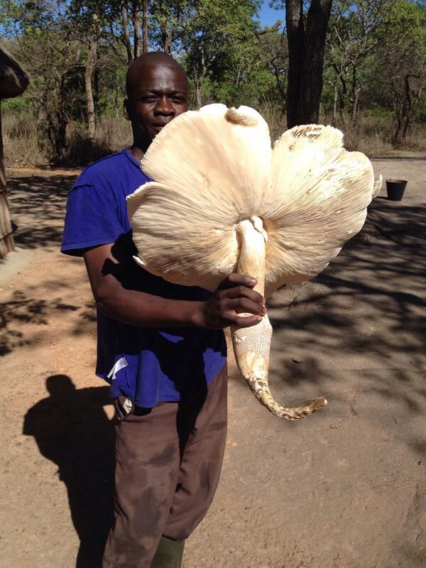 Kasanka Baboon Project on Twitter: "#giant #mushroom found this morning! These are #edible &amp; #delicious! #zambia #africa #bush http://t.co/QXmJCzJxYj" / Twitter