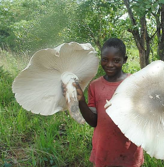 Africa Facts Zone on Twitter: "The world's biggest edible mushroom, termitomyces titanicus is found in Zambia and DR Congo (Katanga Province). https://t.co/yM7yTTmhf9" / Twitter