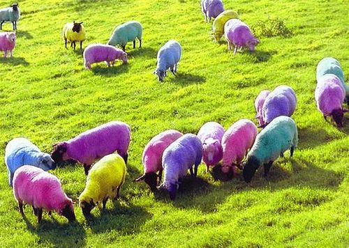 Unveiling Nature's Colorful Palette: Exploring the World of Rainbow Sheep